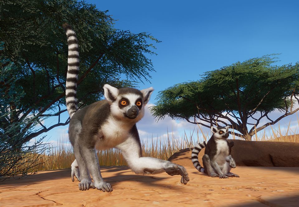 Ring-tailed Lemur Facts for Kids